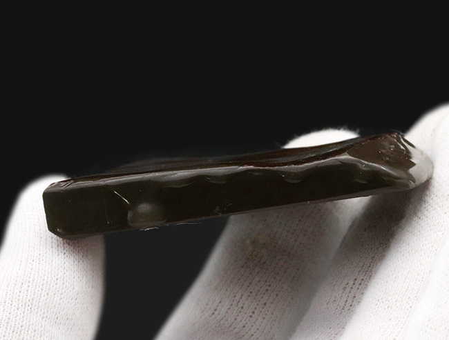 目の細かいドラゴンスキン!生物由来の宝石、アンモライト(Ammolite)の美しきピース(その5)