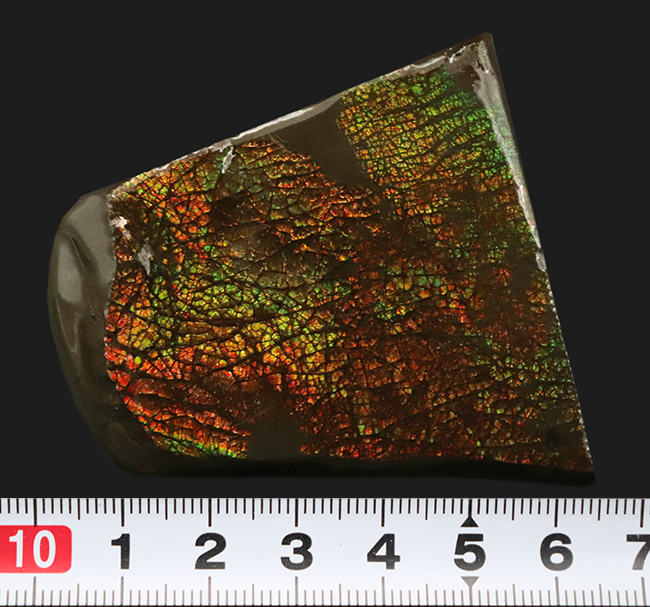 目の細かいドラゴンスキン！生物由来の宝石、アンモライト（Ammolite）の美しきピース（その6）