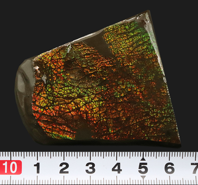 目の細かいドラゴンスキン!生物由来の宝石、アンモライト(Ammolite)の美しきピース(その6)