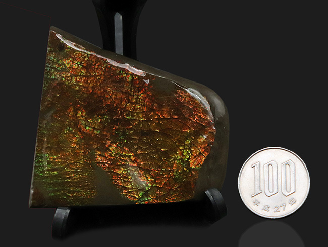 目の細かいドラゴンスキン!生物由来の宝石、アンモライト(Ammolite)の美しきピース(その7)