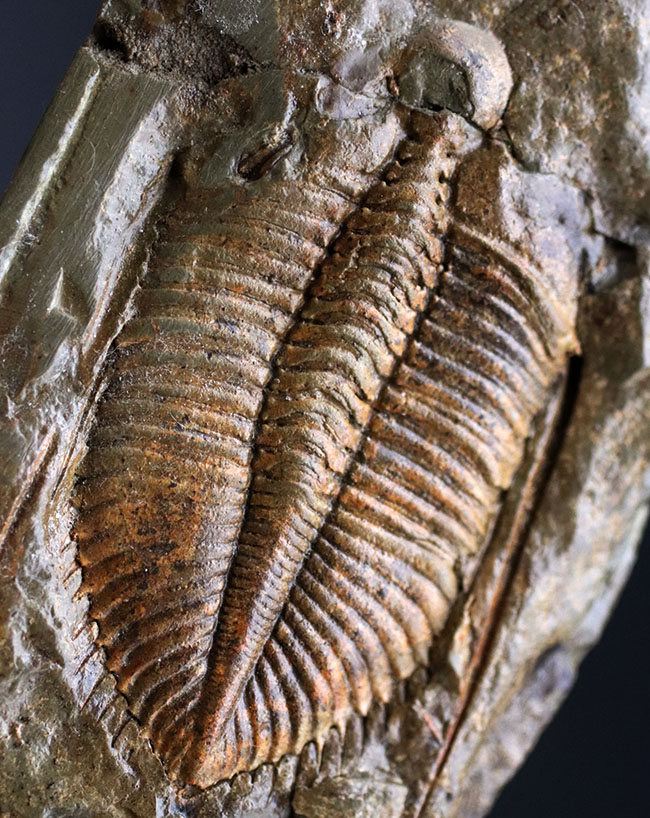 レア三葉虫、黄土色が特徴的な落ち葉のような三葉虫、コロノセファルス（Coronocephalus）の化石 三葉虫 販売