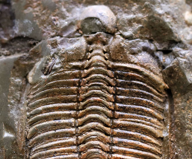 レア三葉虫、黄土色が特徴的な落ち葉のような三葉虫、コロノセファルス（Coronocephalus）の化石（その2）