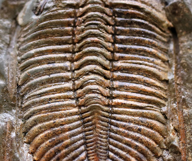 レア三葉虫、黄土色が特徴的な落ち葉のような三葉虫、コロノセファルス（Coronocephalus）の化石（その3）