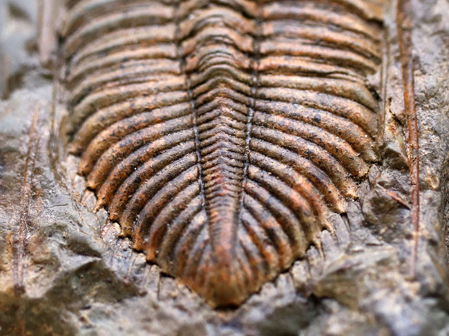 レア三葉虫、黄土色が特徴的な落ち葉のような三葉虫、コロノセファルス（Coronocephalus）の化石（その4）