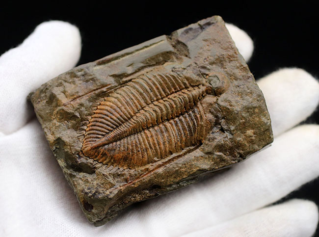 レア三葉虫、黄土色が特徴的な落ち葉のような三葉虫、コロノセファルス