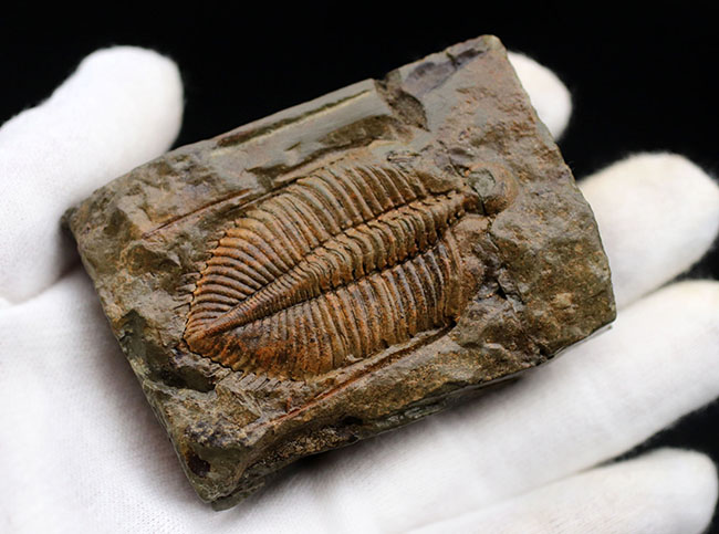 レア三葉虫、黄土色が特徴的な落ち葉のような三葉虫、コロノセファルス（Coronocephalus）の化石（その5）