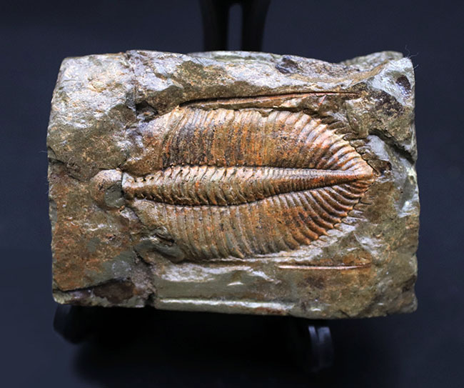 レア三葉虫、黄土色が特徴的な落ち葉のような三葉虫、コロノセファルス（Coronocephalus）の化石（その8）
