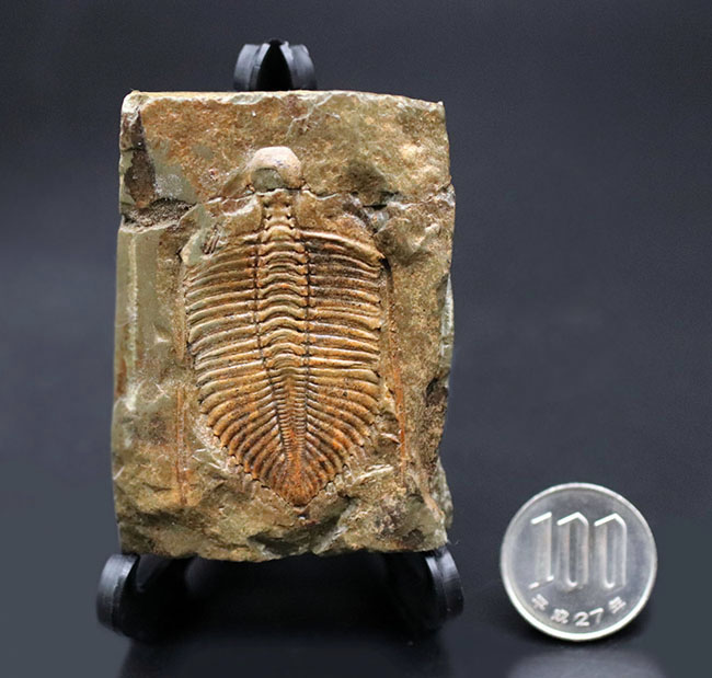 レア三葉虫、黄土色が特徴的な落ち葉のような三葉虫、コロノセファルス