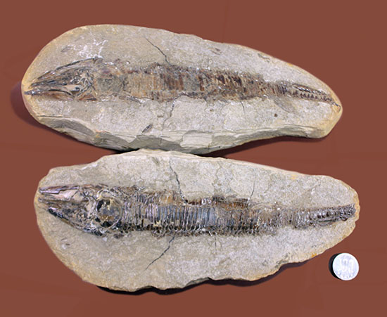 生々しい頭部の盛り上がりが見事な、白亜紀ブラジル産化石、ヴィンクティフェル。（その13）