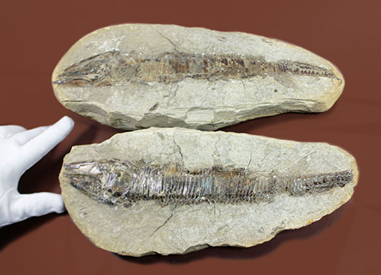 生々しい頭部の盛り上がりが見事な、白亜紀ブラジル産化石、ヴィンクティフェル。（その2）