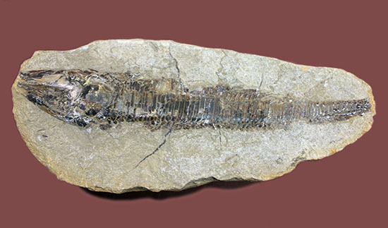 生々しい頭部の盛り上がりが見事な、白亜紀ブラジル産化石、ヴィン