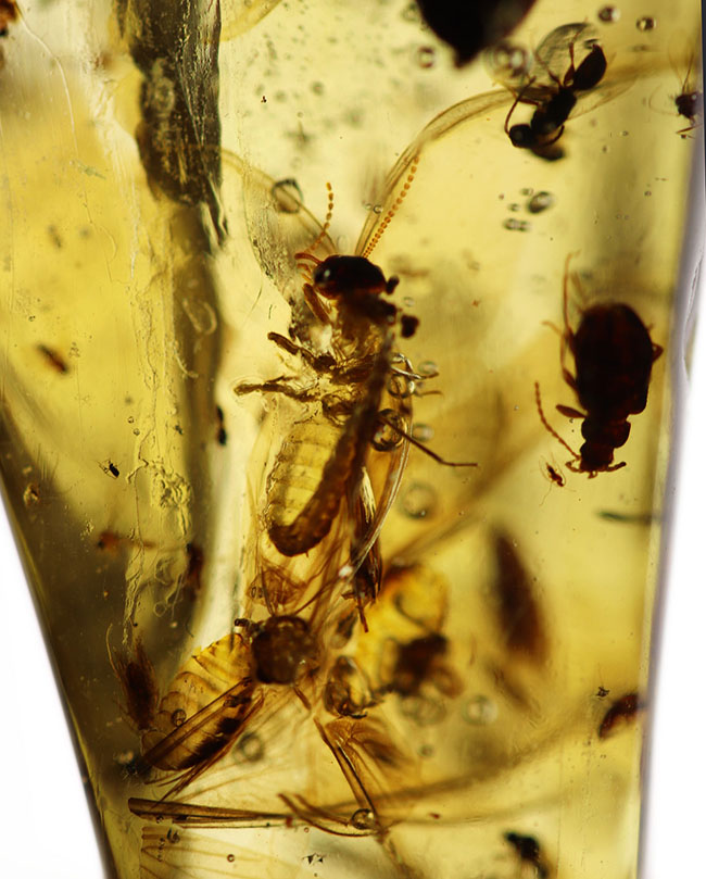 一体何匹内包されているのか！透明度この上なし！多種多様な虫が包まれた、コーパル（Copal）化石（その1）