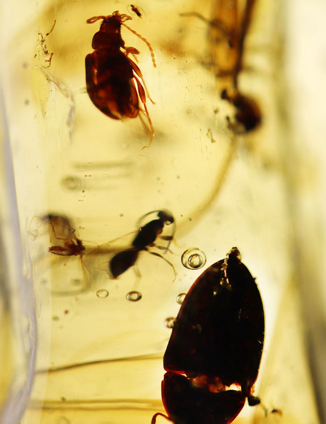 一体何匹内包されているのか！透明度この上なし！多種多様な虫が包まれた、コーパル（Copal）化石（その11）