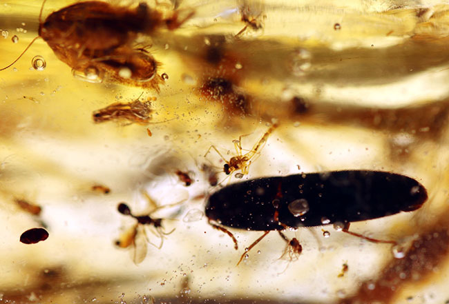 一体何匹内包されているのか！透明度この上なし！多種多様な虫が包まれた、コーパル（Copal）化石（その12）