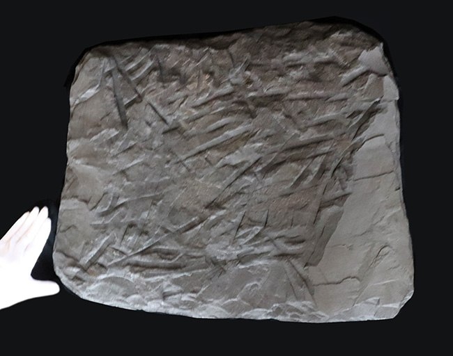 一期一会！ホルツマーデン産博物館級標本！左右５７センチの母岩に佇む巨大なハルポセラス（Harpoceras）完全体とダクチリオセラス（Dactylioceras）の群集標本（その12）