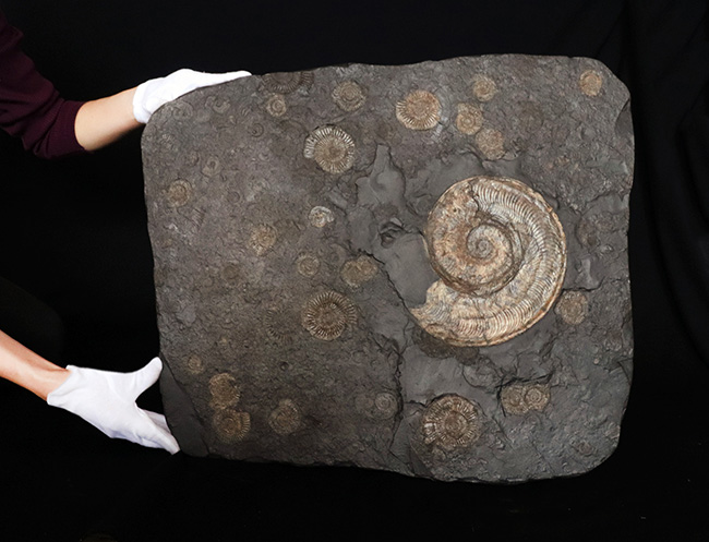 一期一会！ホルツマーデン産博物館級標本！左右５７センチの母岩に佇む巨大なハルポセラス（Harpoceras）完全体とダクチリオセラス（Dactylioceras）の群集標本（その4）
