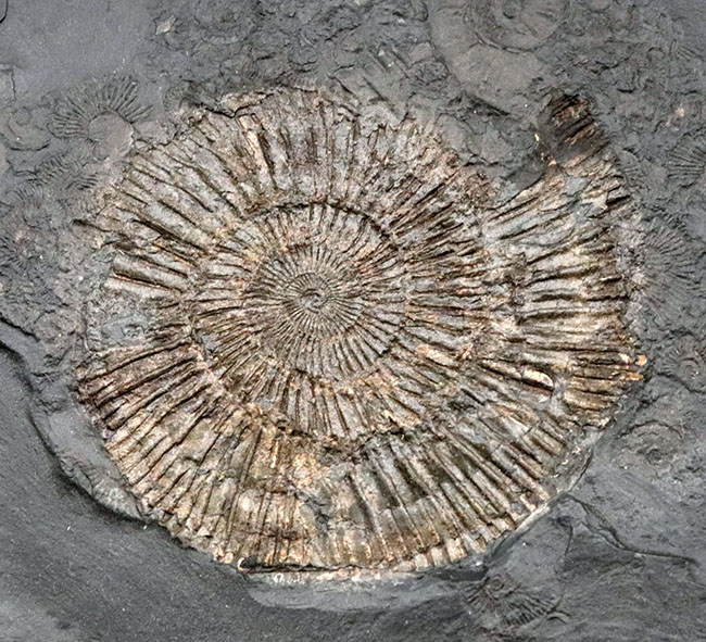一期一会！ホルツマーデン産博物館級標本！左右５７センチの母岩に佇む巨大なハルポセラス（Harpoceras）完全体とダクチリオセラス（Dactylioceras）の群集標本（その5）