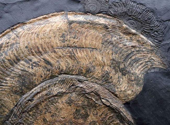 一期一会！ホルツマーデン産博物館級標本！左右５７センチの母岩に佇む巨大なハルポセラス（Harpoceras）完全体とダクチリオセラス（Dactylioceras）の群集標本（その7）