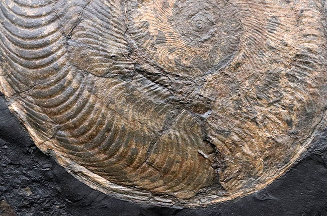 一期一会！ホルツマーデン産博物館級標本！左右５７センチの母岩に佇む巨大なハルポセラス（Harpoceras）完全体とダクチリオセラス（Dactylioceras）の群集標本（その9）