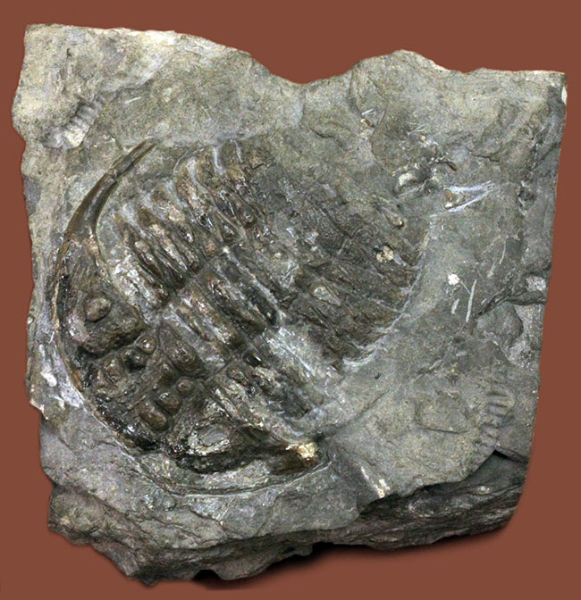 レア!ビッグサイズのセラウルスの仲間、カナダ・オンタリオ産三葉虫ガブリセラウルス(Gabriceraurus sp.)(その1)
