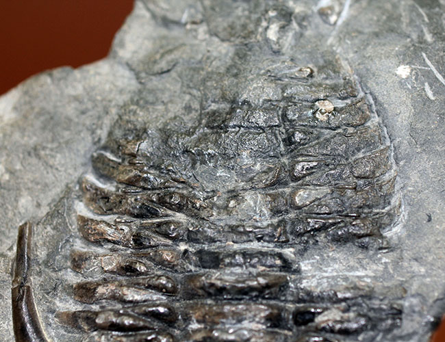 レア!ビッグサイズのセラウルスの仲間、カナダ・オンタリオ産三葉虫ガブリセラウルス(Gabriceraurus sp.)(その3)
