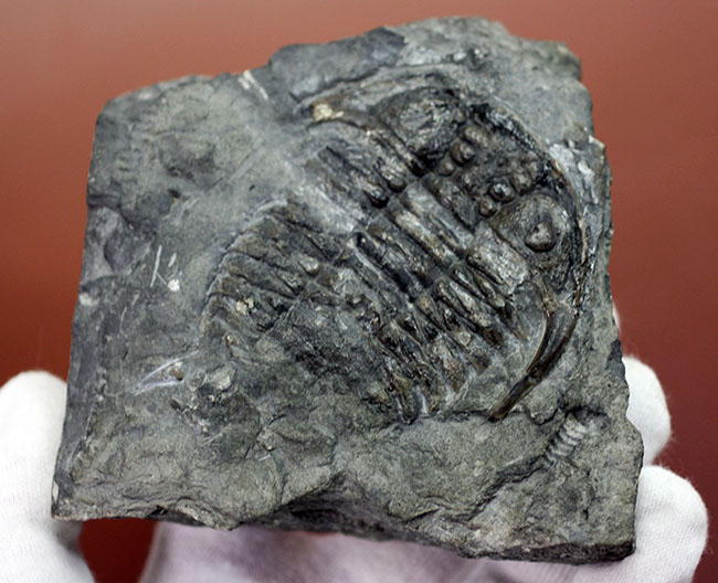 レア!ビッグサイズのセラウルスの仲間、カナダ・オンタリオ産三葉虫ガブリセラウルス(Gabriceraurus sp.)(その4)