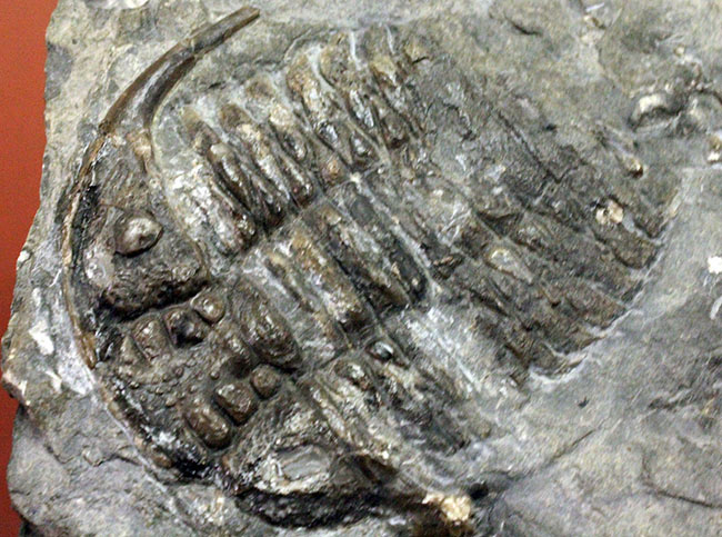 レア!ビッグサイズのセラウルスの仲間、カナダ・オンタリオ産三葉虫ガブリセラウルス(Gabriceraurus sp.)(その7)