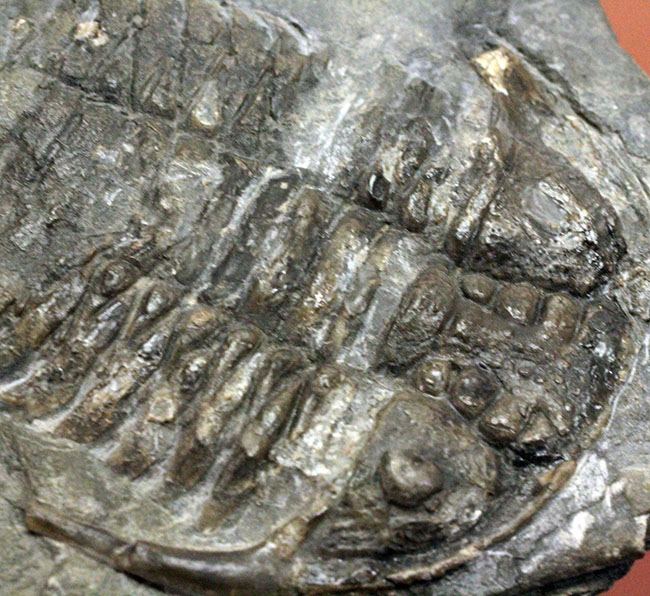 レア!ビッグサイズのセラウルスの仲間、カナダ・オンタリオ産三葉虫ガブリセラウルス(Gabriceraurus sp.)(その8)
