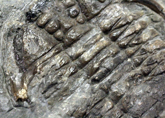 レア!ビッグサイズのセラウルスの仲間、カナダ・オンタリオ産三葉虫ガブリセラウルス(Gabriceraurus sp.)(その9)