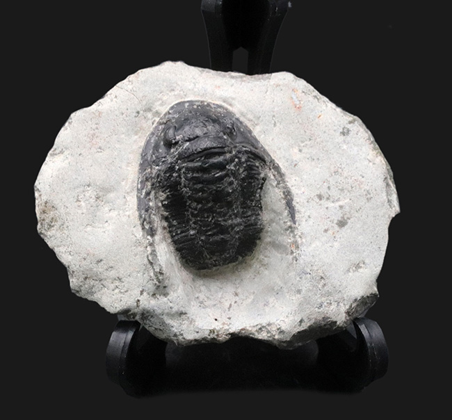 大きな頬トゲと分厚い頭鞍部が特徴的な三葉虫、コルヌプロエタス（Cornuproetus）の化石（その1）