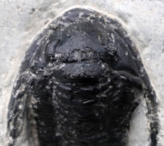 大きな頬トゲと分厚い頭鞍部が特徴的な三葉虫、コルヌプロエタス（Cornuproetus）の化石（その2）