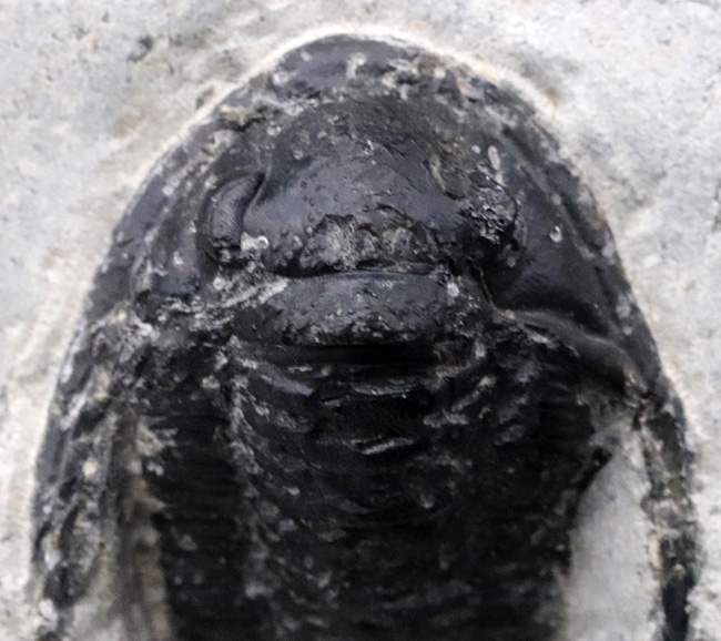 大きな頬トゲと分厚い頭鞍部が特徴的な三葉虫、コルヌプロエタス(Cornuproetus)の化石(その2)