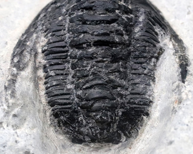 大きな頬トゲと分厚い頭鞍部が特徴的な三葉虫、コルヌプロエタス（Cornuproetus）の化石（その3）