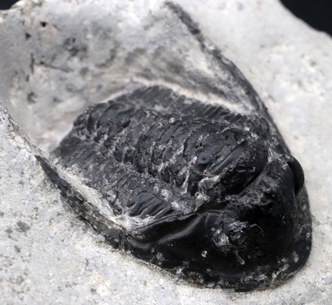 大きな頬トゲと分厚い頭鞍部が特徴的な三葉虫、コルヌプロエタス(Cornuproetus)の化石(その6)