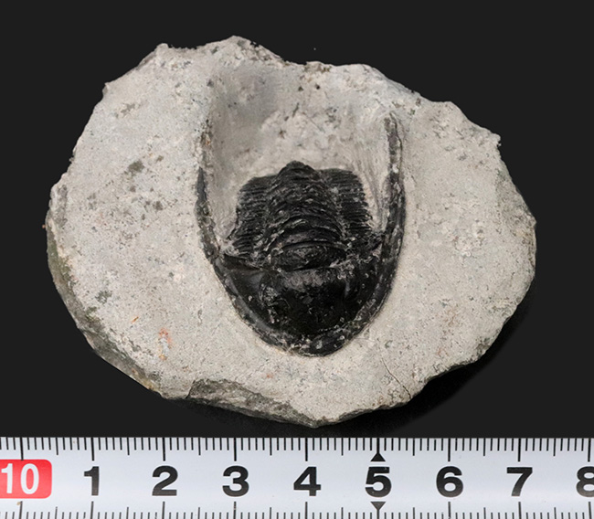 大きな頬トゲと分厚い頭鞍部が特徴的な三葉虫、コルヌプロエタス（Cornuproetus）の化石（その8）