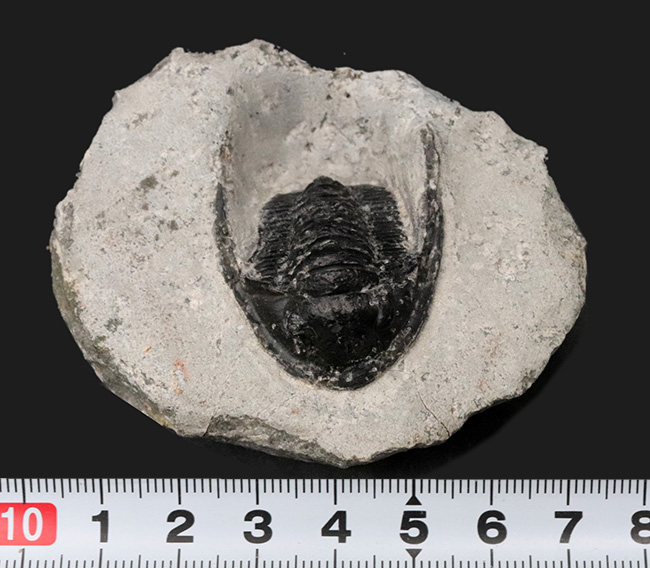 大きな頬トゲと分厚い頭鞍部が特徴的な三葉虫、コルヌプロエタス(Cornuproetus)の化石(その8)