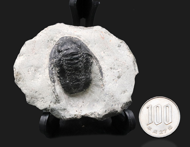 大きな頬トゲと分厚い頭鞍部が特徴的な三葉虫、コルヌプロエタス（Cornuproetus）の化石（その9）