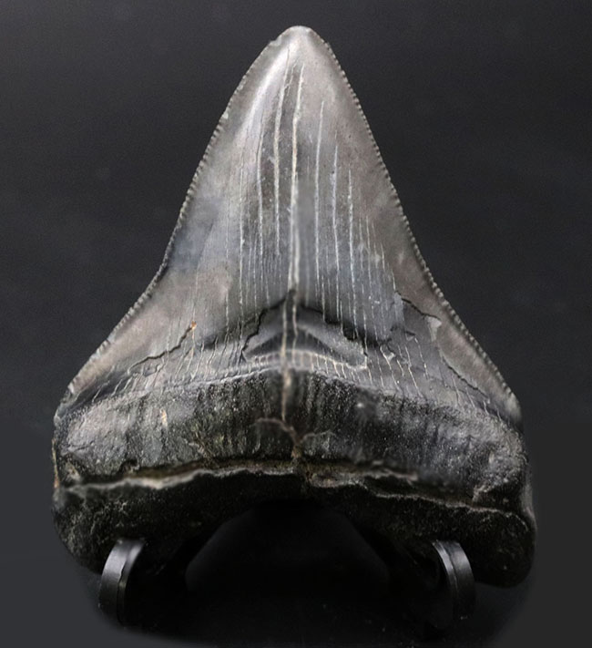 オールナチュラルで極めて良好な保存状態を維持した見事なメガロドン(Carcharocles megalodon)の歯化石(その1)