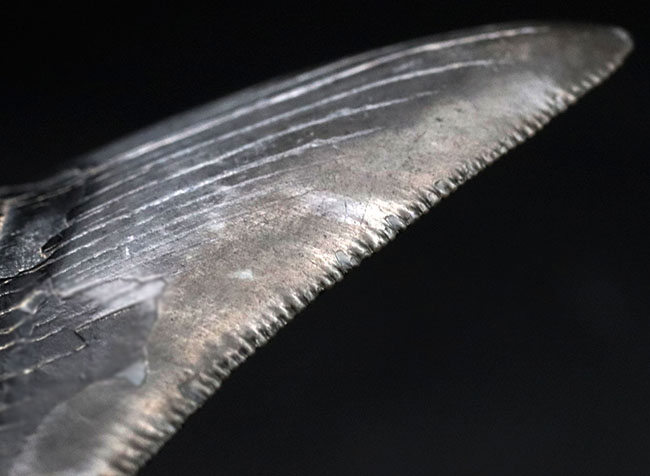 オールナチュラルで極めて良好な保存状態を維持した見事なメガロドン(Carcharocles megalodon)の歯化石(その10)