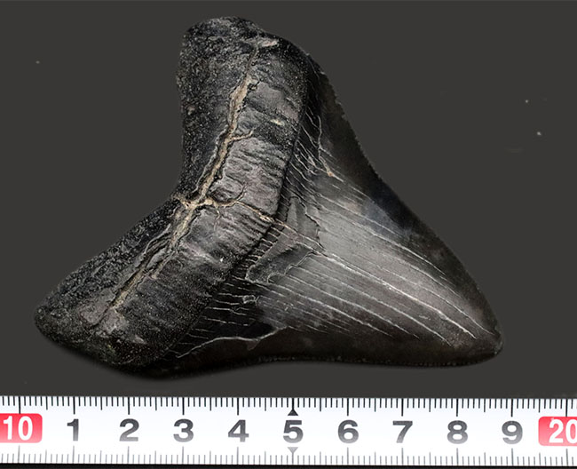 オールナチュラルで極めて良好な保存状態を維持した見事なメガロドン（Carcharocles megalodon）の歯化石（その11）
