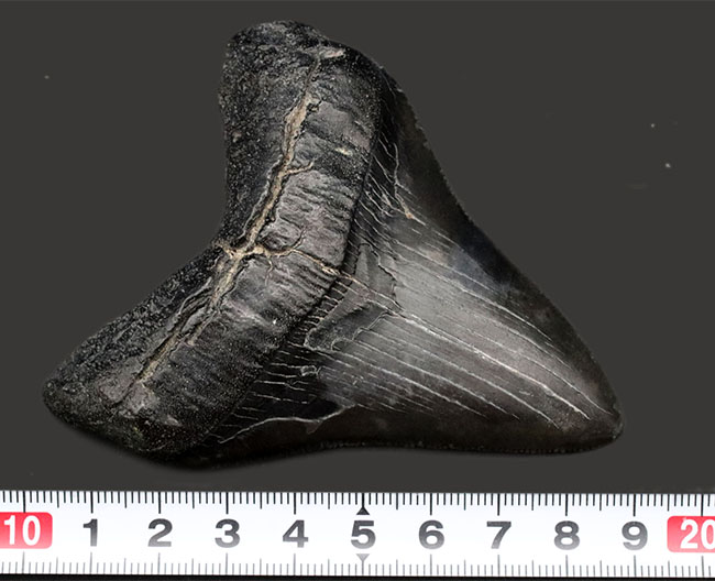 オールナチュラルで極めて良好な保存状態を維持した見事なメガロドン(Carcharocles megalodon)の歯化石(その11)
