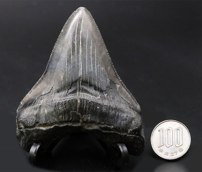 オールナチュラルで極めて良好な保存状態を維持した見事なメガロドン（Carcharocles megalodon）の歯化石（その12）