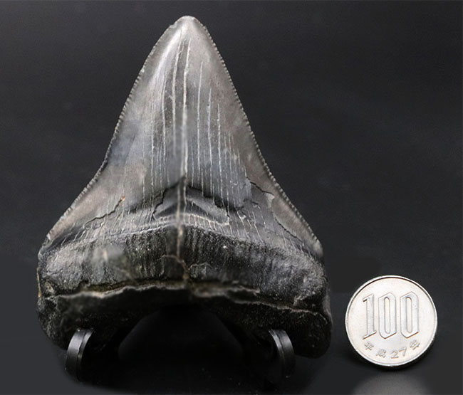 オールナチュラルで極めて良好な保存状態を維持した見事なメガロドン(Carcharocles megalodon)の歯化石(その12)