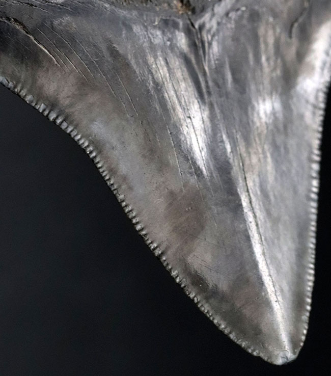 オールナチュラルで極めて良好な保存状態を維持した見事なメガロドン(Carcharocles megalodon)の歯化石(その2)