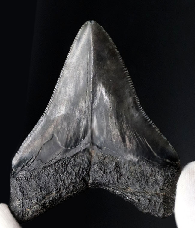 オールナチュラルで極めて良好な保存状態を維持した見事なメガロドン(Carcharocles megalodon)の歯化石(その3)