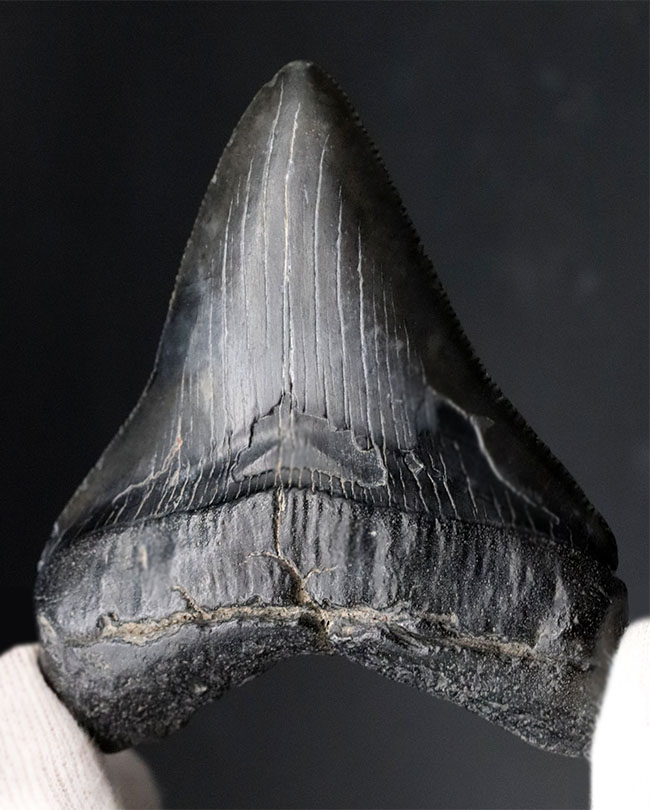 オールナチュラルで極めて良好な保存状態を維持した見事なメガロドン(Carcharocles megalodon)の歯化石(その4)