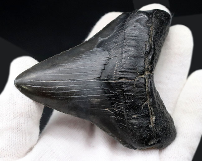 オールナチュラルで極めて良好な保存状態を維持した見事なメガロドン(Carcharocles megalodon)の歯化石(その5)