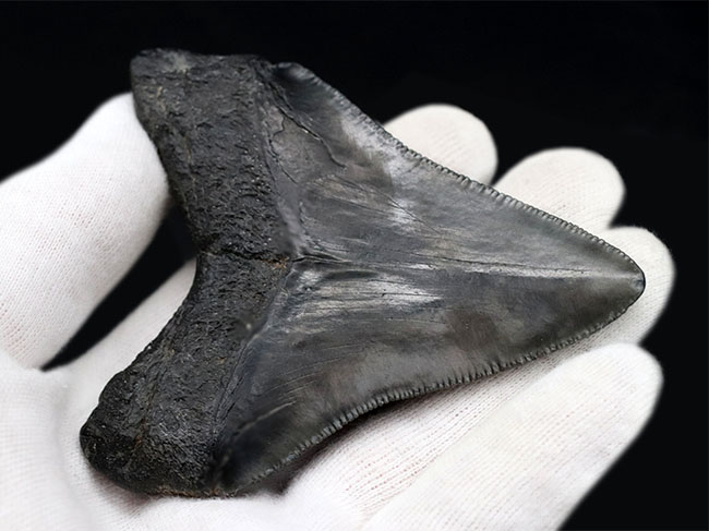 オールナチュラルで極めて良好な保存状態を維持した見事なメガロドン(Carcharocles megalodon)の歯化石(その6)