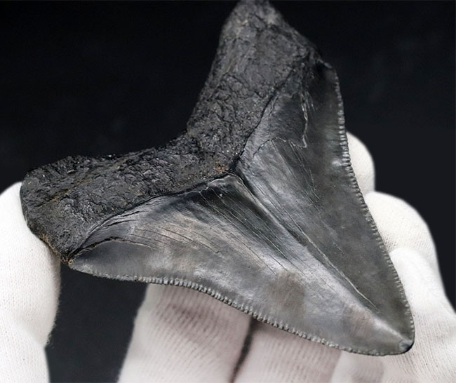 オールナチュラルで極めて良好な保存状態を維持した見事なメガロドン(Carcharocles megalodon)の歯化石(その7)
