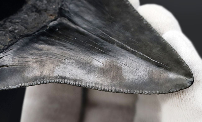 オールナチュラルで極めて良好な保存状態を維持した見事なメガロドン(Carcharocles megalodon)の歯化石(その8)